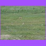 Prairie Dogs.jpg